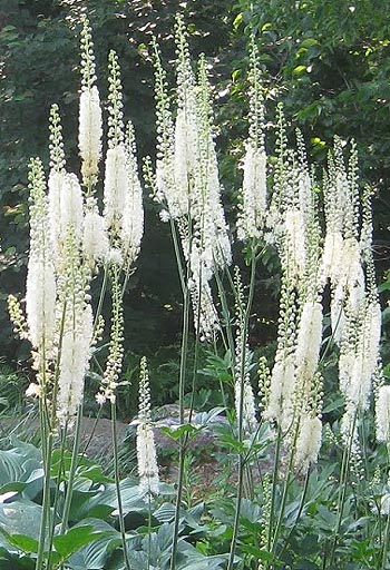 Black Cohosh plants